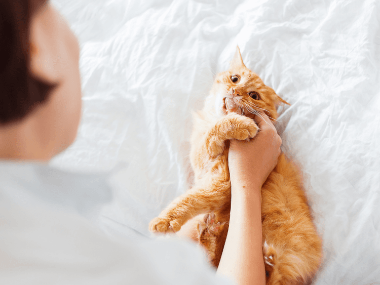 9 Reasons Why Your Cat Bites You (And How to Stop It) Waldo's Friends