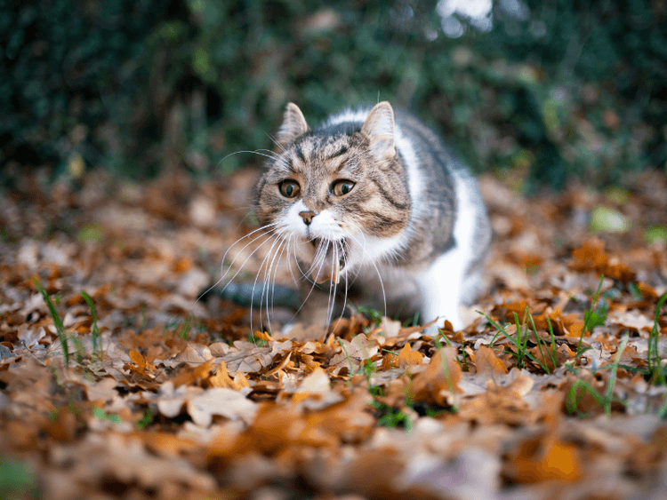 6 Reasons Why Your Cat Vomits White Foam Waldo's Friends