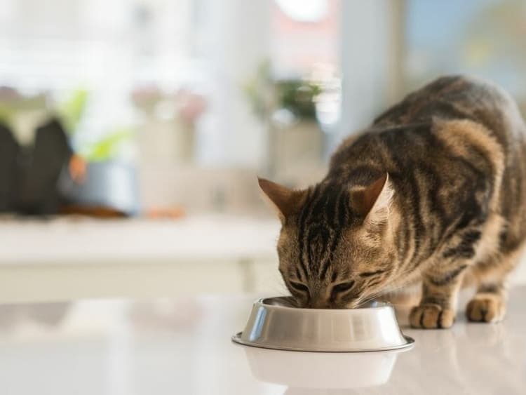 5 Reasons Why Your Cat Vomits After Eating | Waldo's Friends