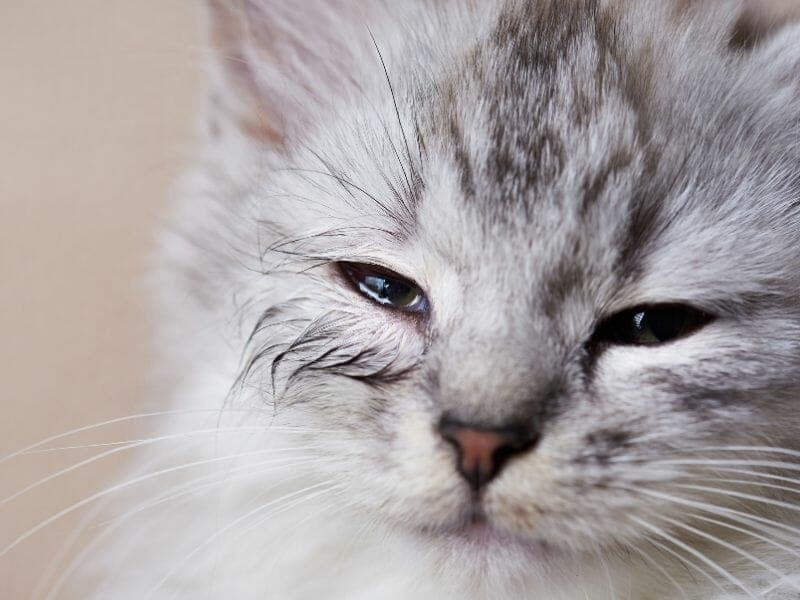 How to Deal with Cat Eye Problems