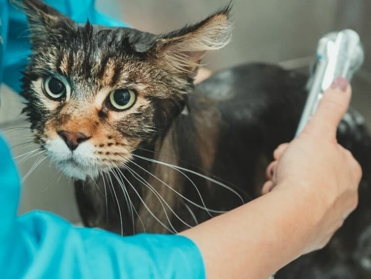 How Often Should I Shower My Cat? (5 Factors to Consider) Waldo's Friends