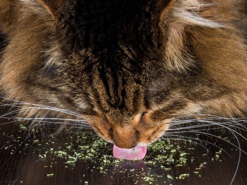 Can Cats Eat Catnip? Waldo's Friends