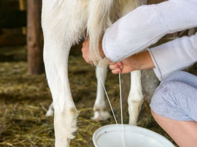 Can Cats Drink Goat Milk? | Waldo's Friends