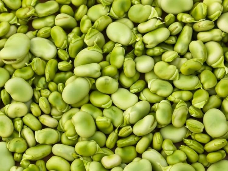 Can Cats Eat Lima Beans? Waldo's Friends