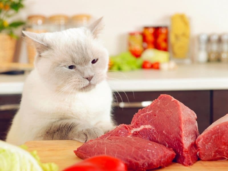 Which supermarket meats can your cat eat? [We reviewed 12 options