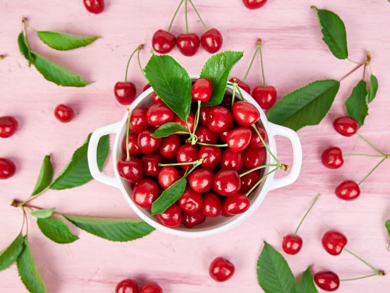 Can Cats Eat Cherries? Waldo's Friends