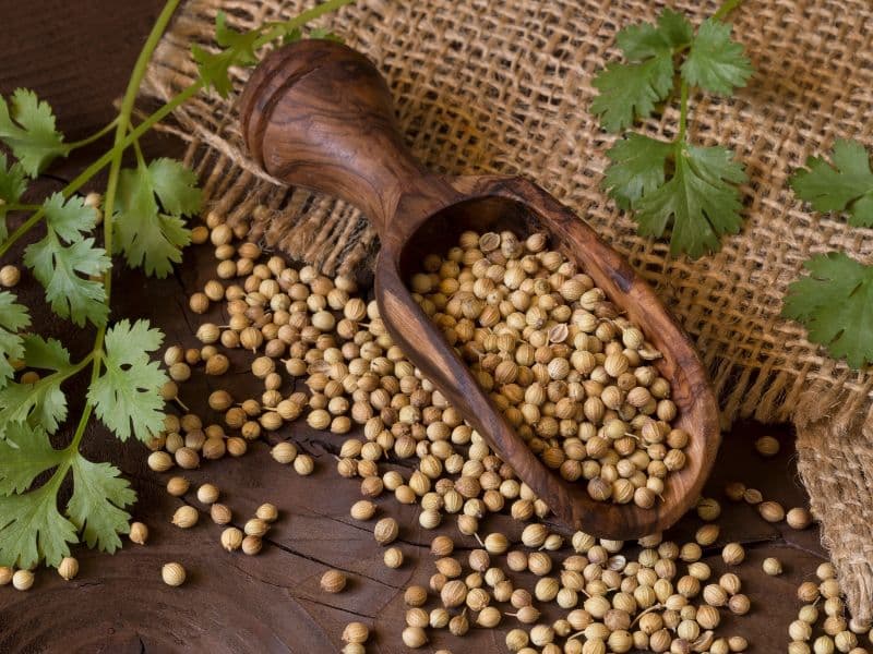 Can Cats Eat Coriander?