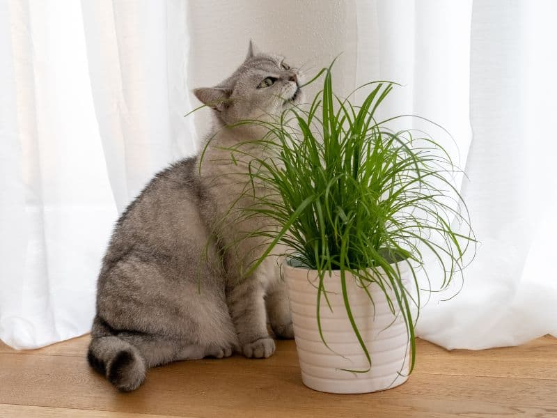 Can Cats Eat Grass? Waldo's Friends