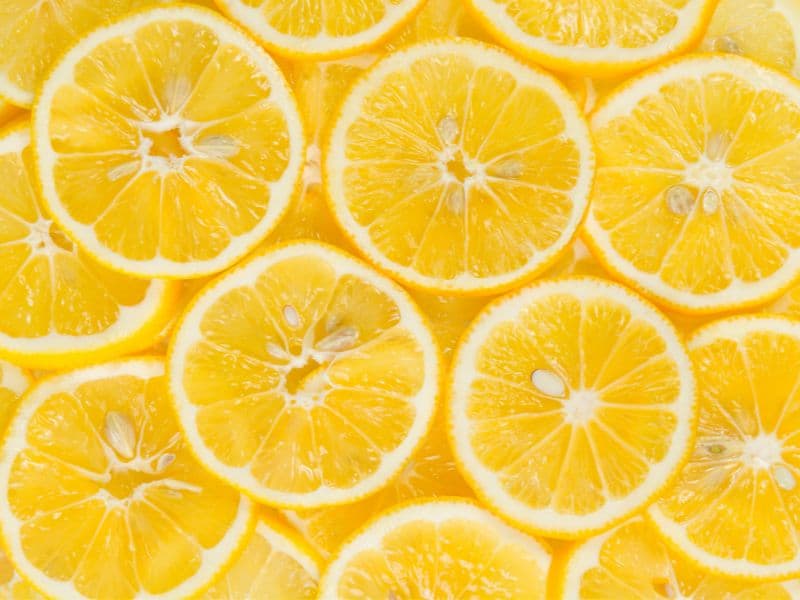 Can Cats Eat Lemon? Waldo's Friends