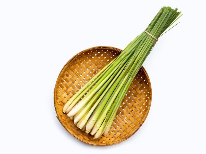 Can Cats Eat Lemongrass? Waldo's Friends