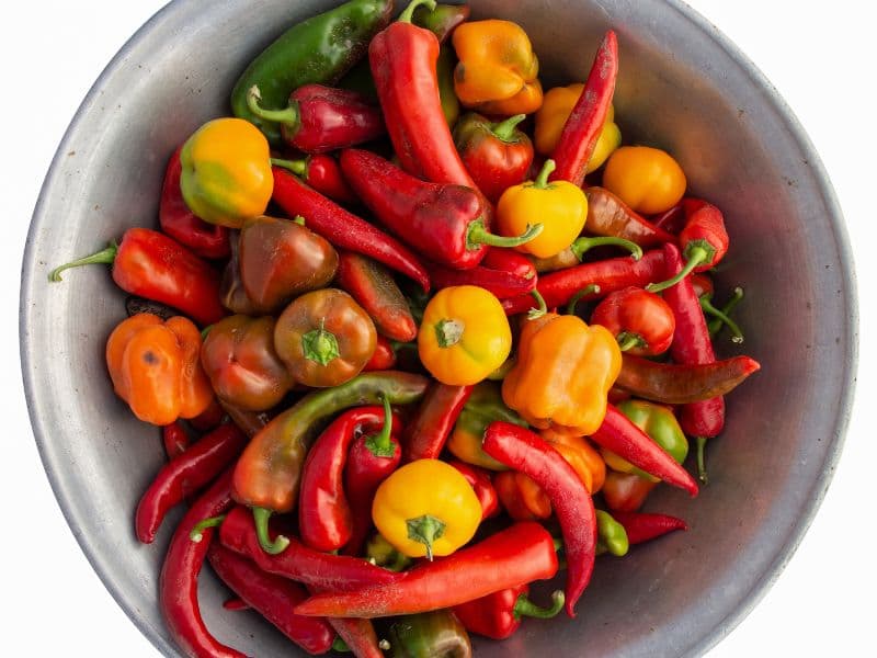 Can Cats Eat Peppers? Waldo's Friends