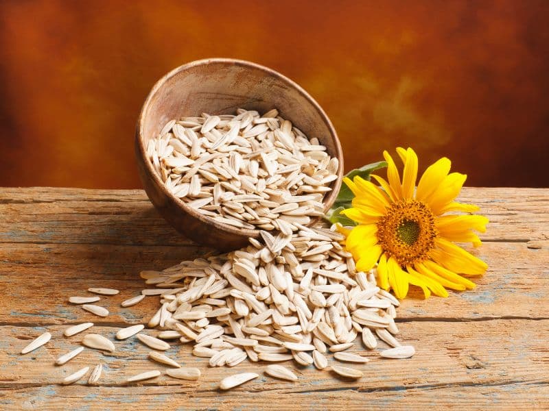 Can Cats Eat Sunflower Seeds? Waldo's Friends