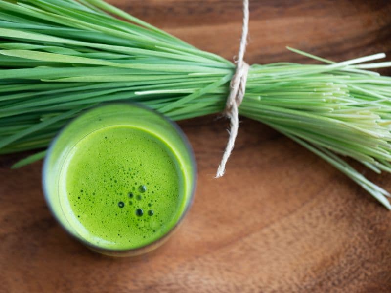 Can Cats Eat Wheatgrass? Waldo's Friends