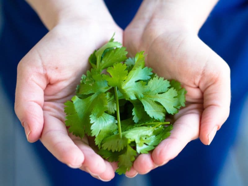 Can Dogs Eat Cilantro?