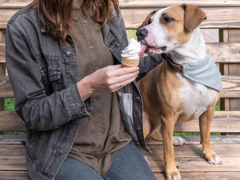 Can Dogs Eat Vanilla Ice Cream? Waldo's Friends