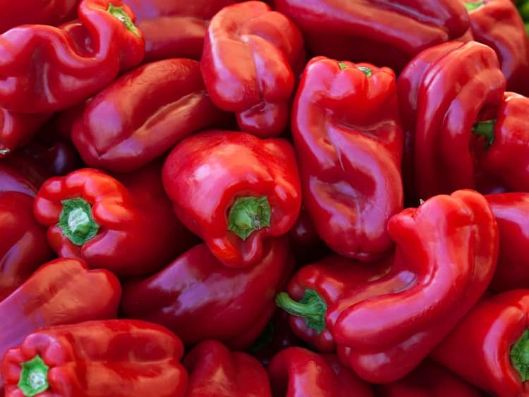 Can Dogs Eat Red Peppers? Waldo's Friends