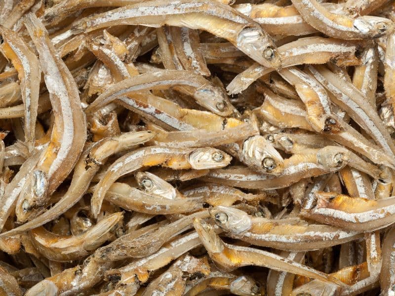 Can Cats Eat Anchovies? Waldo's Friends