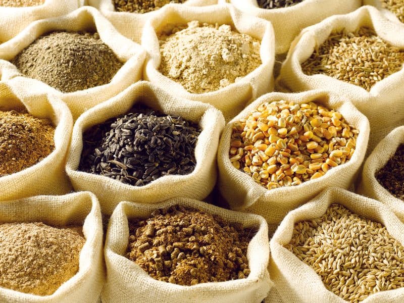 Can Cats Eat Grains? Waldo's Friends