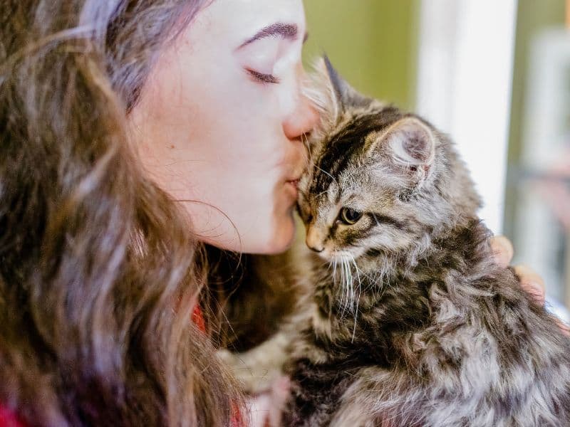 A Guide to Fostering Cats Waldo