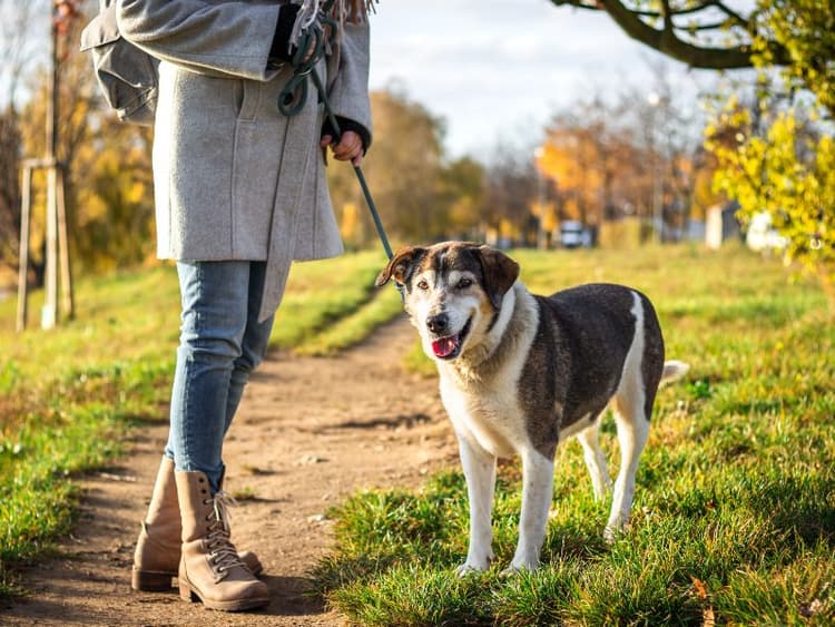 A Guide to Fostering Dogs in Brisbane | Waldo's Friends