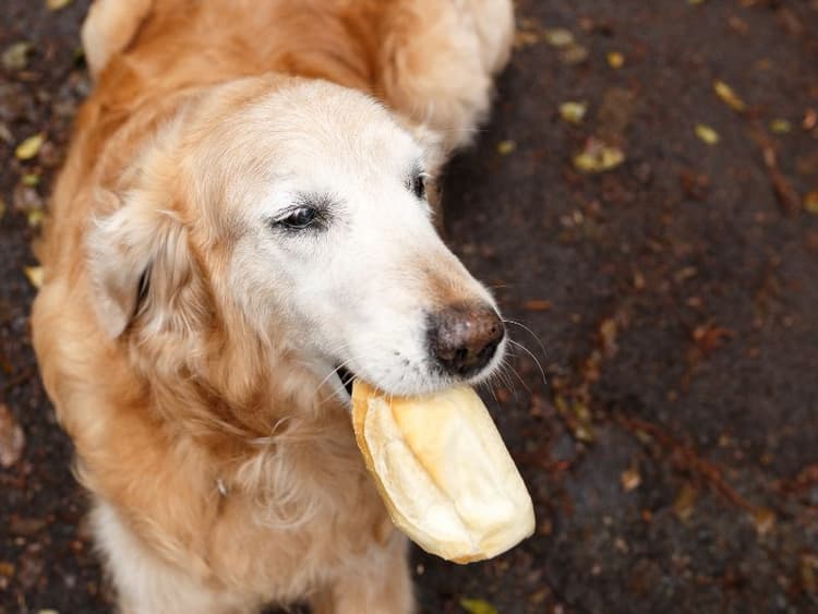 Can dogs eat grains clearance