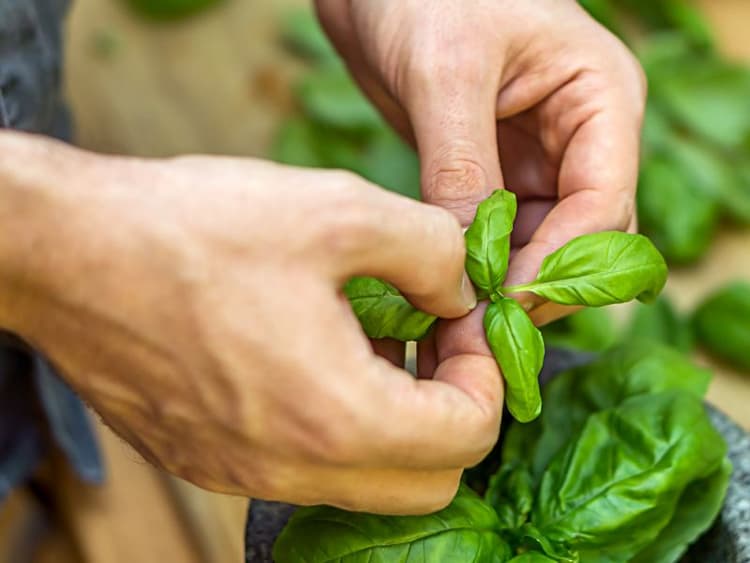 Can Dogs Eat Basil? Waldo's Friends