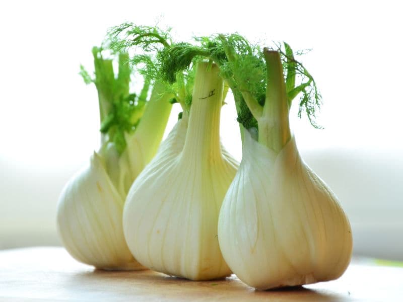 Can Dogs Eat Fennel? Waldo's Friends