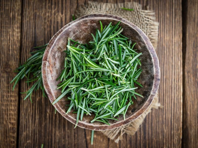 Can Dogs Eat Rosemary? Waldo's Friends