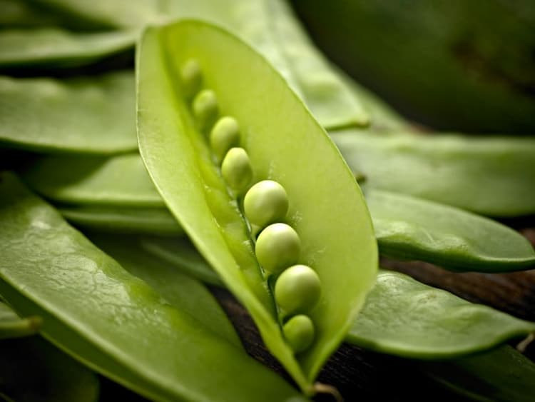 Can Dogs Eat Snow Peas? | Waldo's Friends