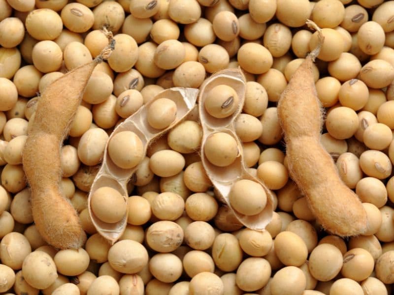 Can Dogs Eat Soybeans? Waldo's Friends