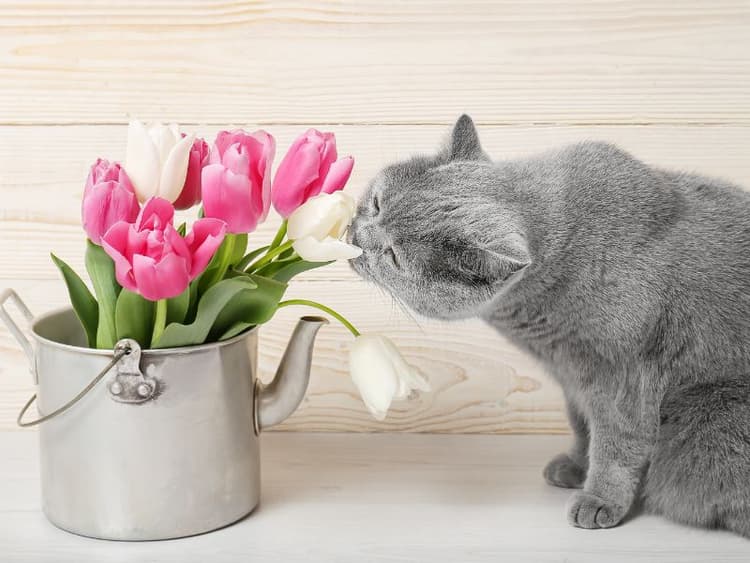 Are Tulips Toxic to Cats? Waldo's Friends