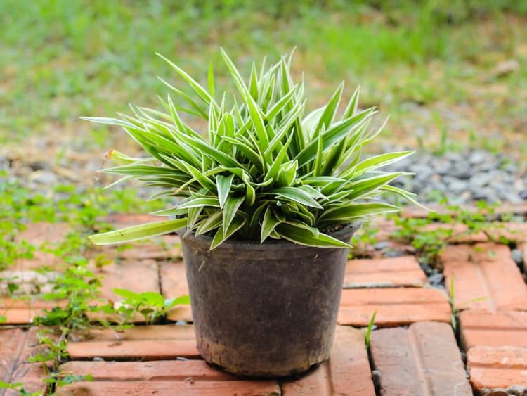 Are Dracaena Plants Toxic to Cats? Waldo's Friends