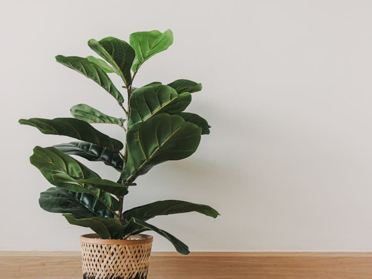 Are Fiddle Leaf Plants Toxic to Cats? Waldo's Friends