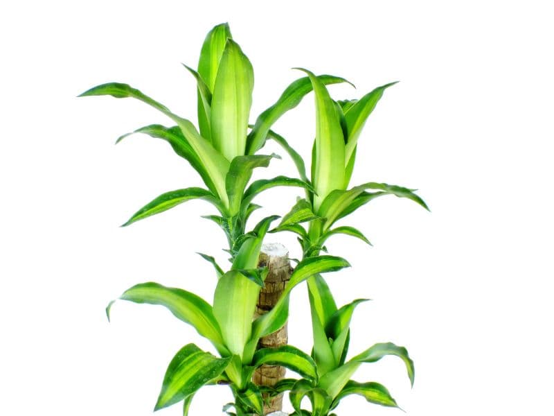 Are Mass Cane Plants Toxic to Cats? Waldo's Friends