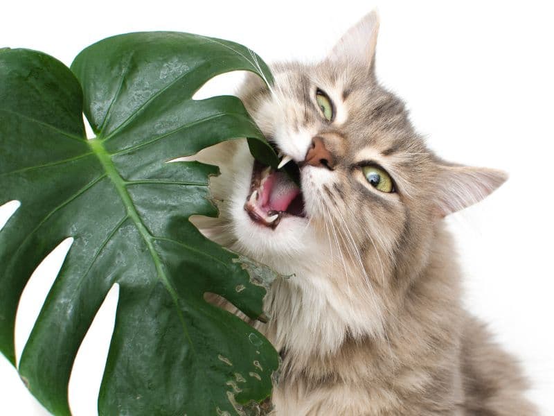 Are Monstera Plants Toxic to Cats? Waldo's Friends