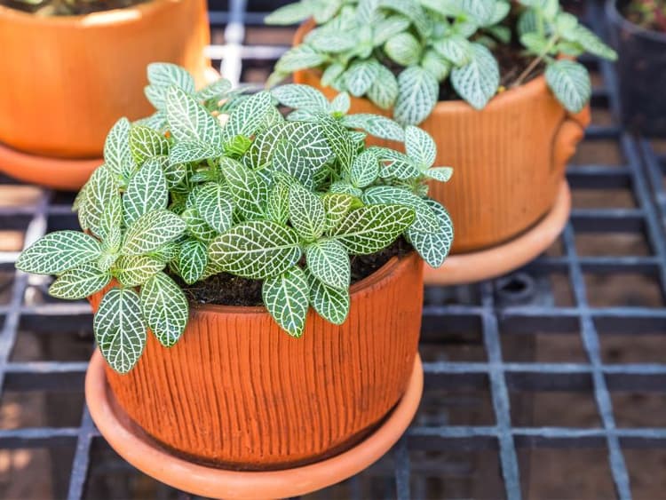 Are Nerve Plants Toxic to Cats? Waldo's Friends