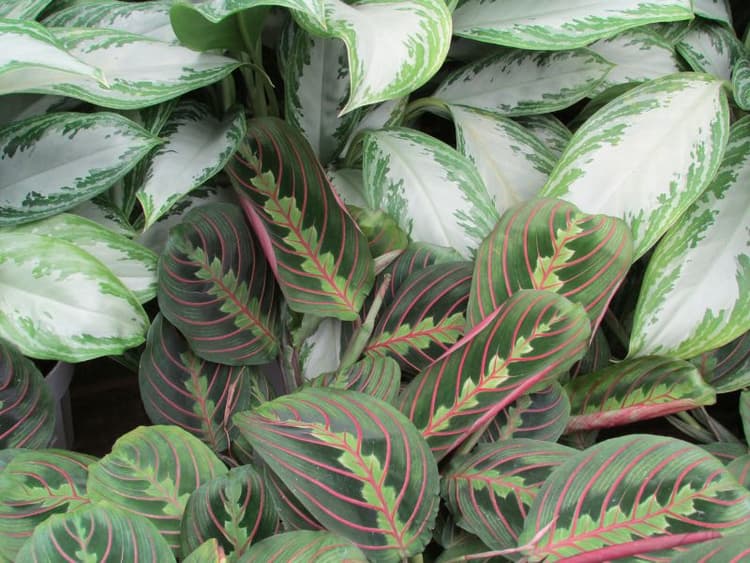 Are Prayer Plants Toxic to Cats? Waldo's Friends