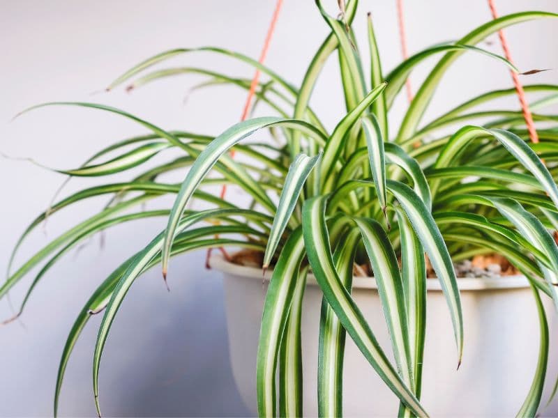 Are Spider Plants Toxic to Cats?