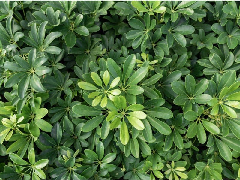 Are Umbrella Plants Toxic to Cats? Waldo's Friends