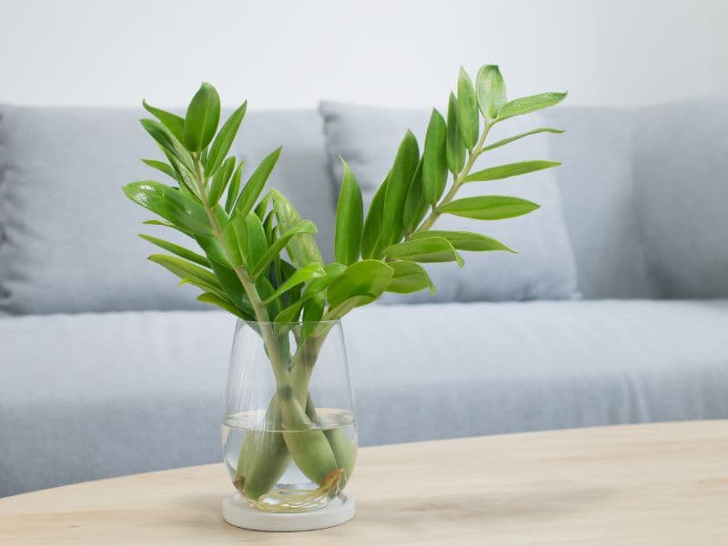 Are ZZ Plants Toxic to Cats?