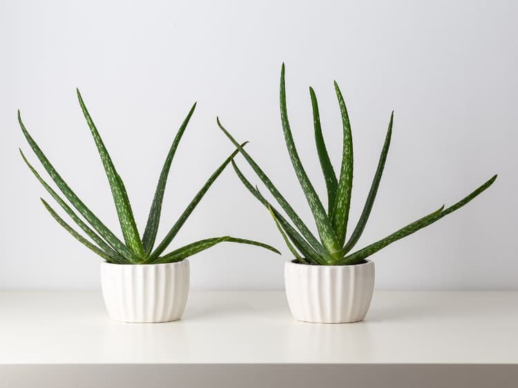 Are Aloe Plants Toxic to Dogs? Waldo's Friends