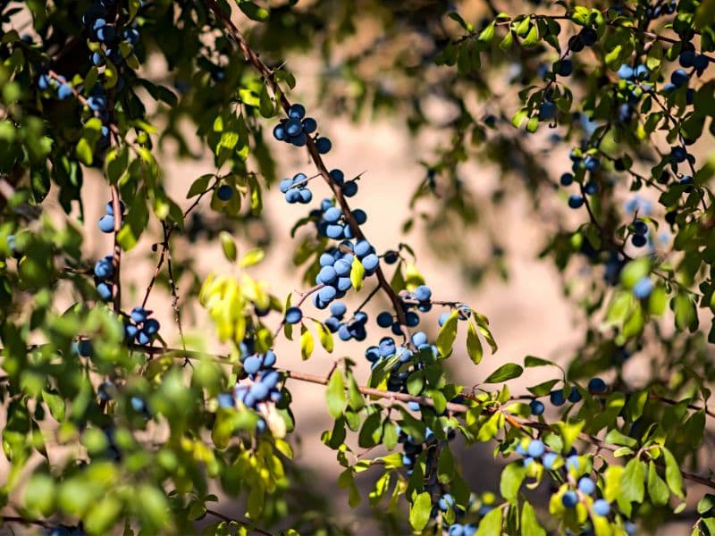 Are Blueberry Plants Toxic to Dogs? Waldo's Friends