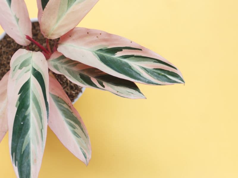 Are Calathea Plants Toxic to Dogs? | Waldo's Friends