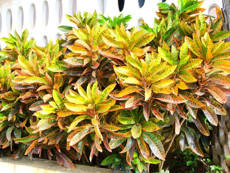 Are Croton Plants Toxic to Dogs?