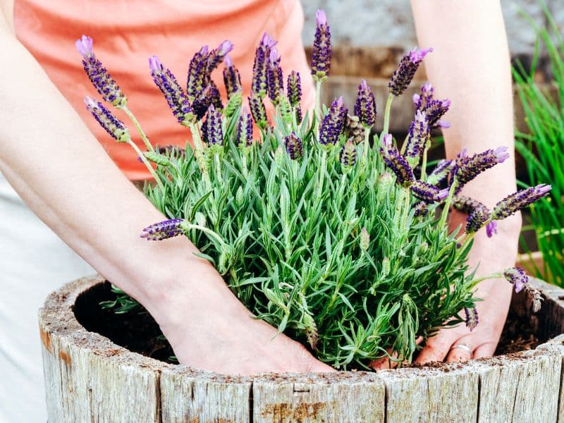 Are Lavender Plants Toxic to Dogs? Waldo's Friends