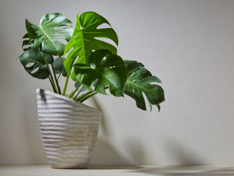 Are Monstera Plants Toxic to Dogs? Waldo's Friends