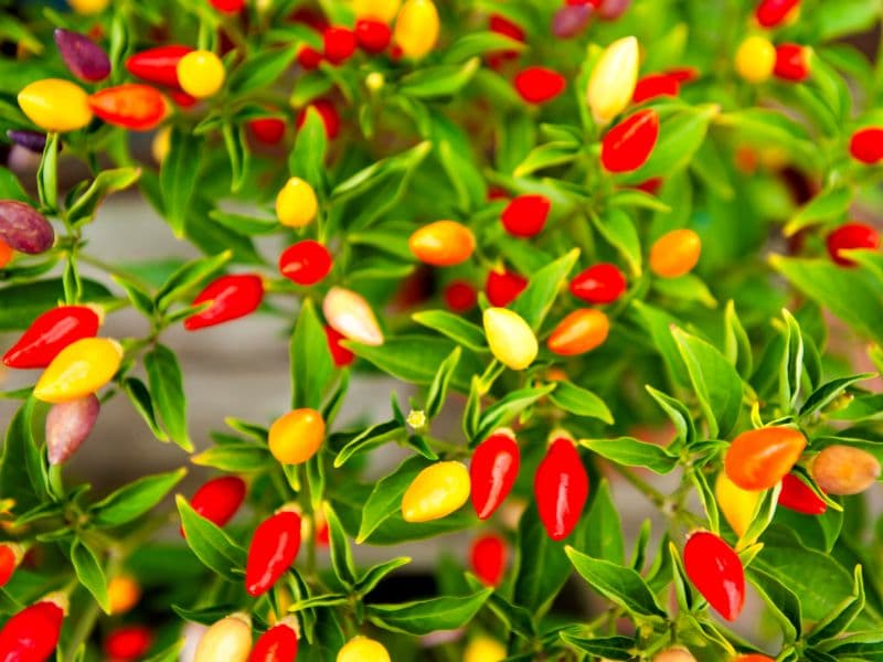 Are Pepper Plants Toxic to Dogs? Waldo's Friends