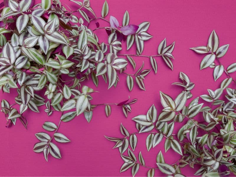 Are Wandering Jew Plants Toxic to Dogs? Waldo's Friends