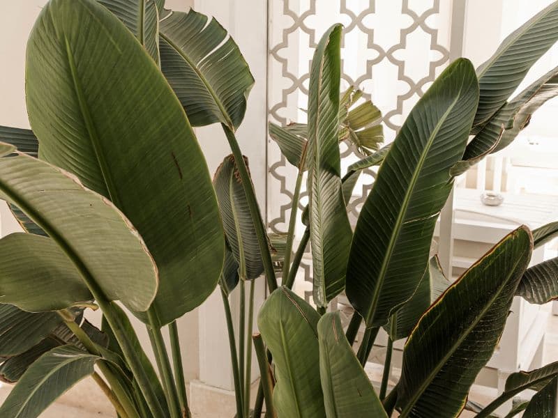 Are Banana Plants Toxic to Cats? Waldo's Friends