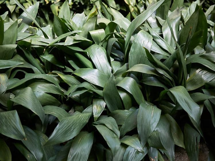 Are Cast Iron Plants Toxic to Cats? Waldo's Friends